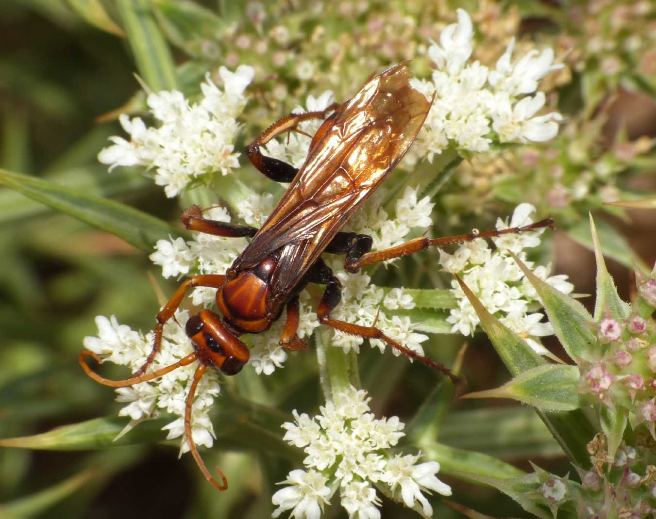 Pompilidae: Cryptocheilus rubellus